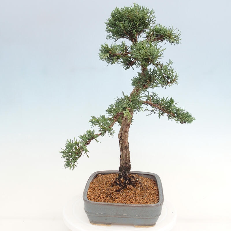 Bonsai da esterno - Juniperus chinensis Kishu