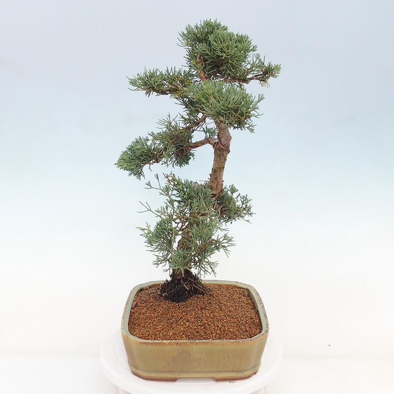 Bonsai da esterno - Juniperus chinensis Kishu
