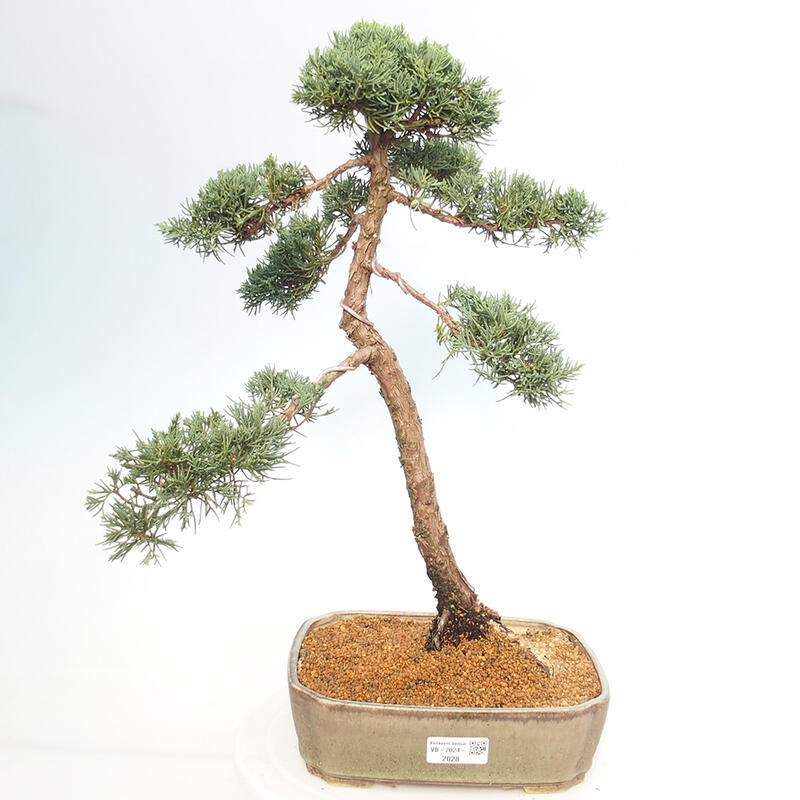 Bonsai da esterno - Juniperus chinensis Kishu
