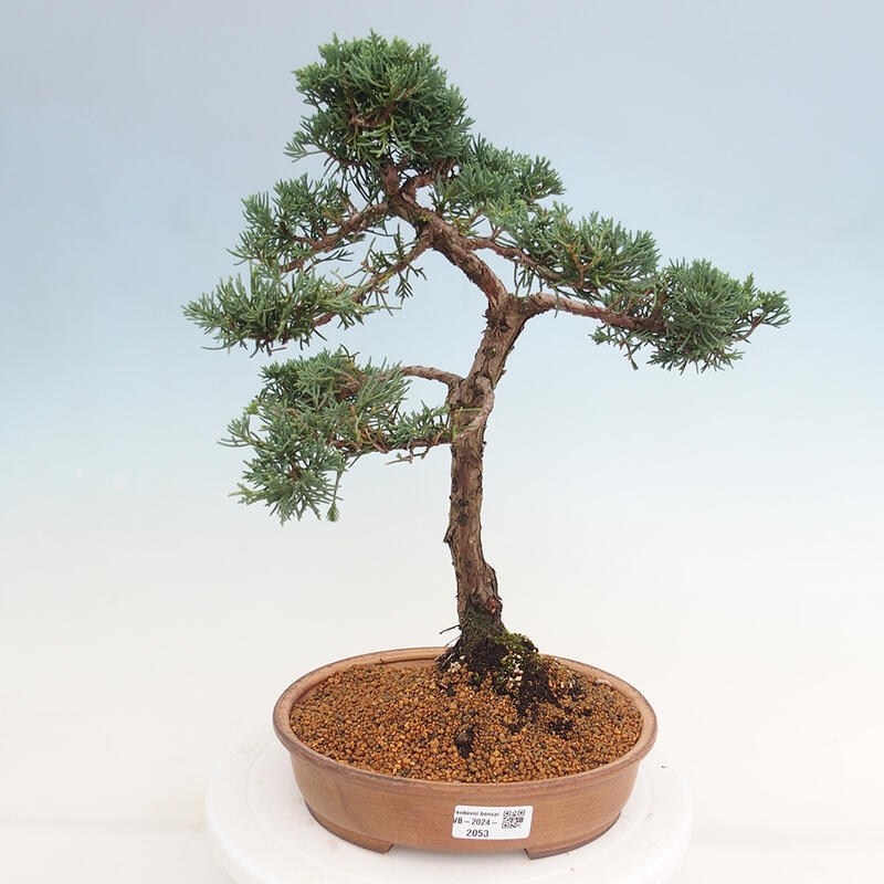 Bonsai da esterno - Juniperus chinensis Kishu