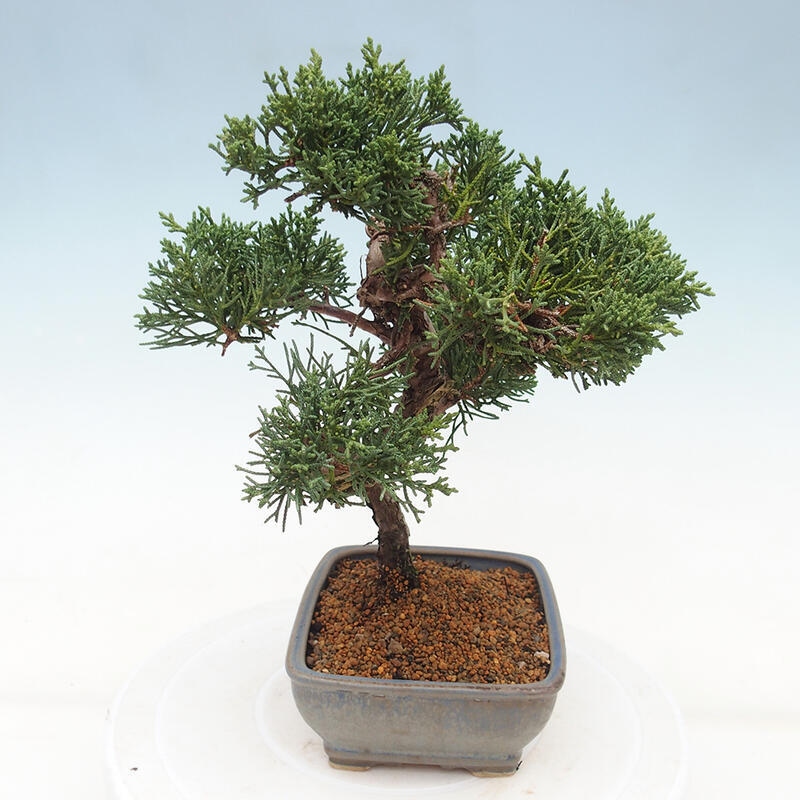 Bonsai da esterno - Juniperus chinensis Kishu