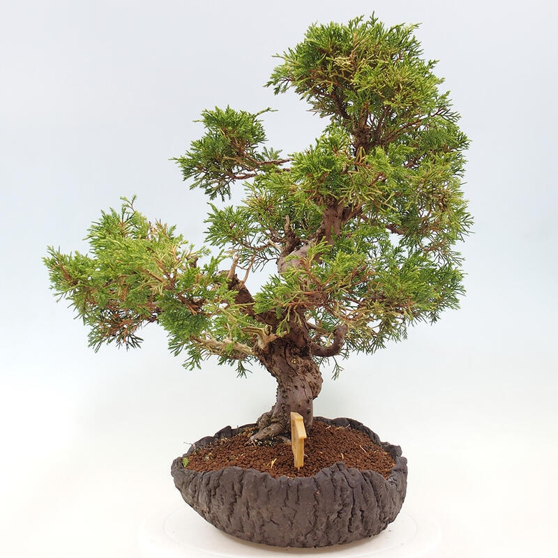 Bonsai da esterno - Juniperus chinensis Kishu