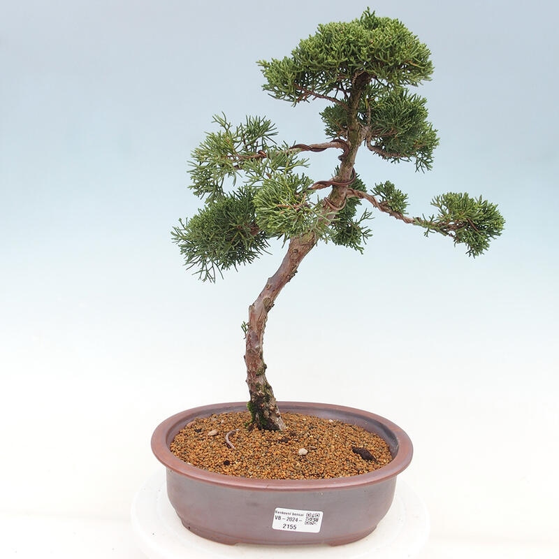 Bonsai da esterno - Juniperus chinensis Kishu