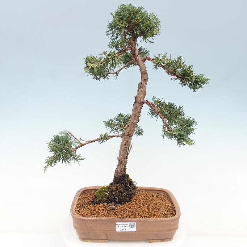 Bonsai da esterno - Juniperus chinensis Kishu