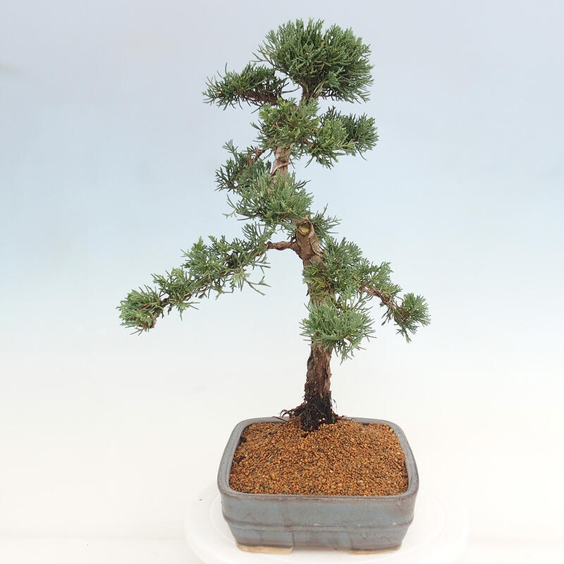 Bonsai da esterno - Juniperus chinensis Kishu