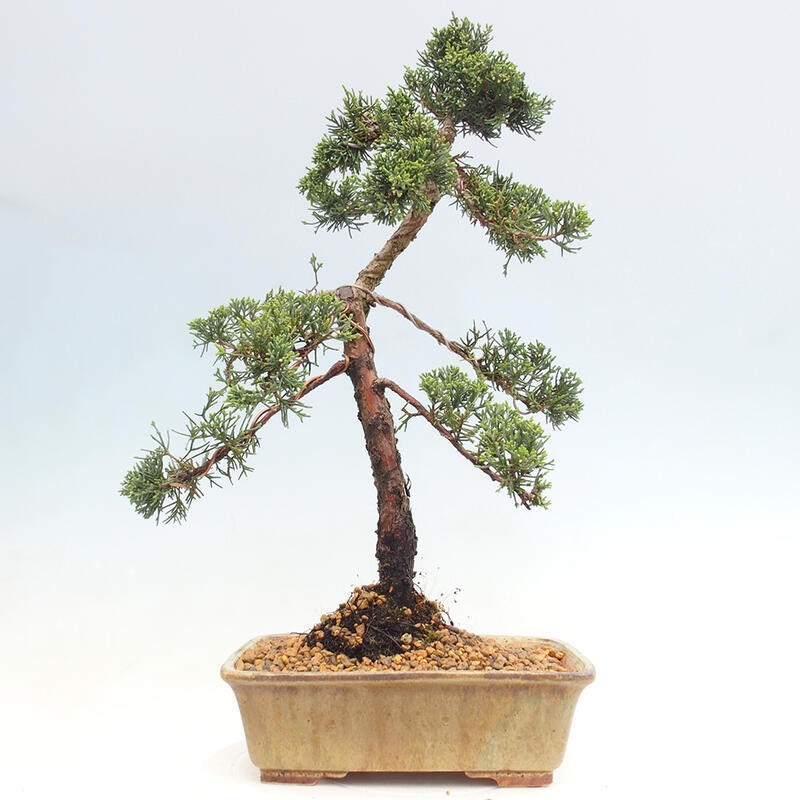 Bonsai da esterno - Juniperus chinensis Kishu
