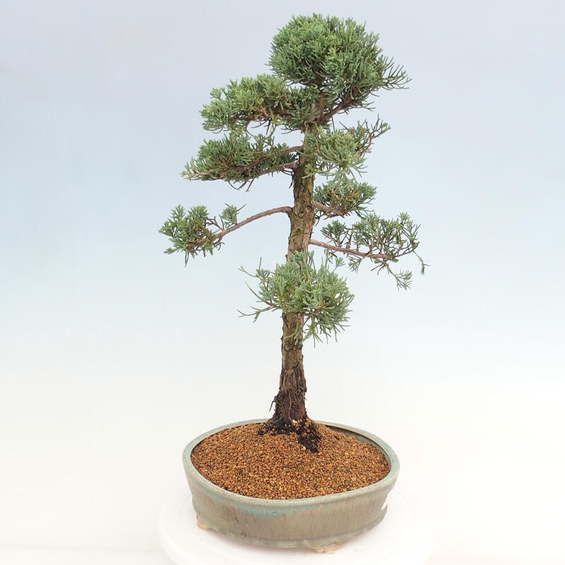 Bonsai da esterno - Juniperus chinensis Kishu