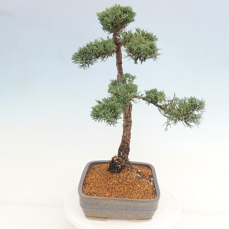 Bonsai da esterno - Juniperus chinensis Kishu
