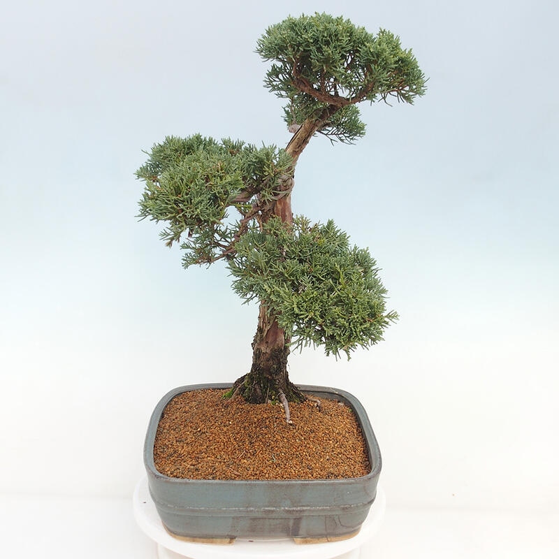 Bonsai da esterno - Juniperus chinensis Kishu