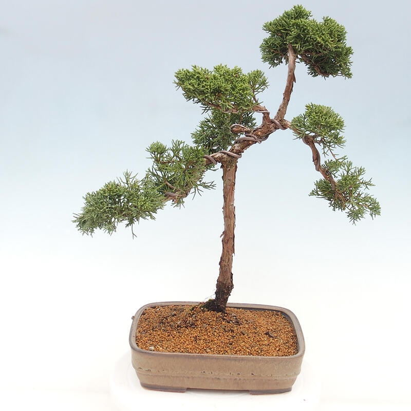 Bonsai da esterno - Juniperus chinensis Kishu