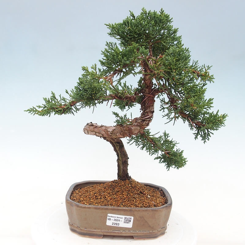 Bonsai da esterno - Juniperus chinensis Kishu