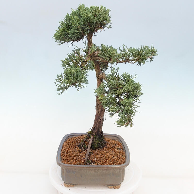 Bonsai da esterno - Juniperus chinensis Kishu