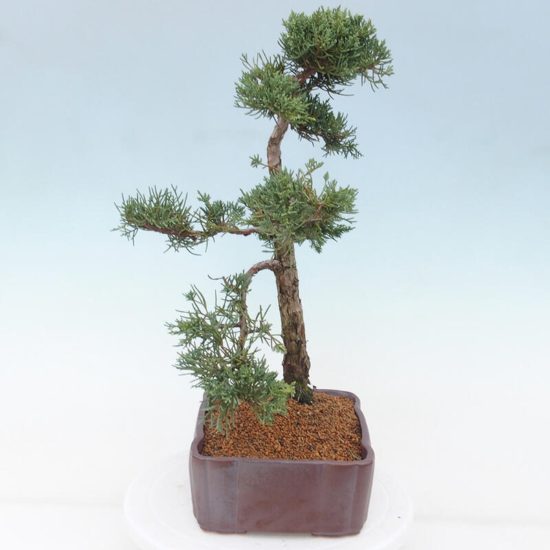 Bonsai da esterno - Juniperus chinensis Kishu