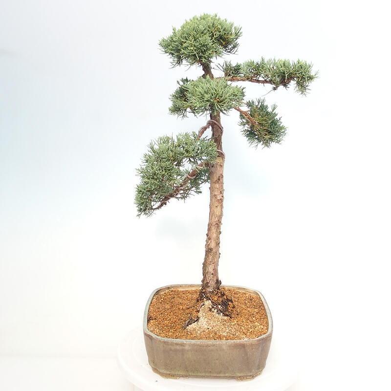 Bonsai da esterno - Juniperus chinensis Kishu
