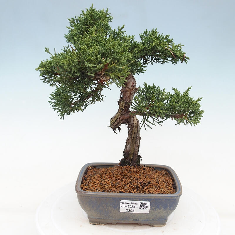 Bonsai da esterno - Juniperus chinensis Kishu