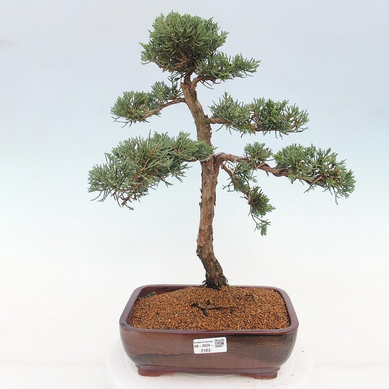 Bonsai da esterno - Juniperus chinensis Kishu