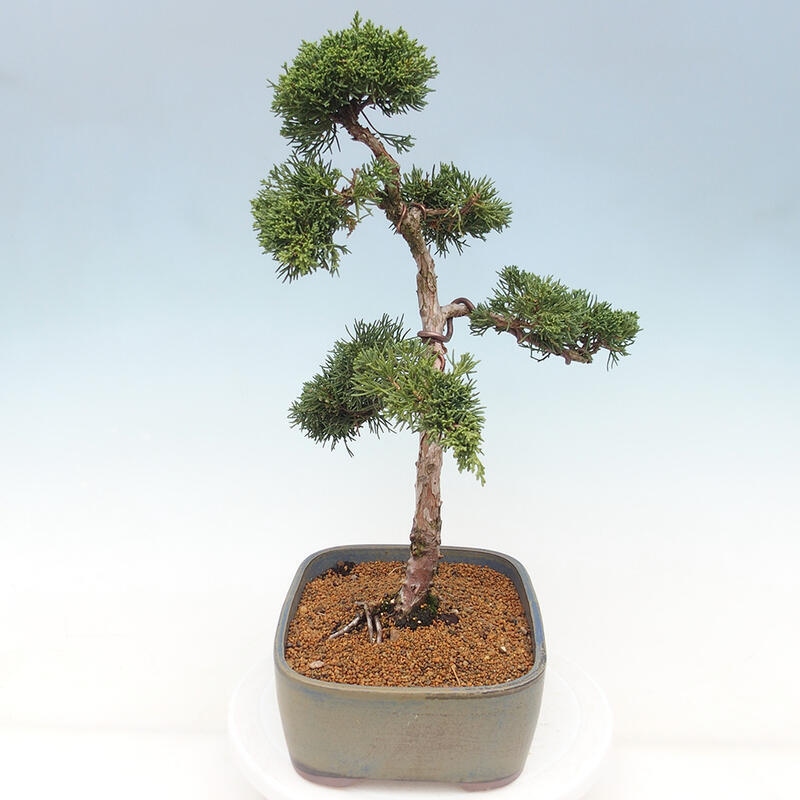 Bonsai da esterno - Juniperus chinensis Kishu
