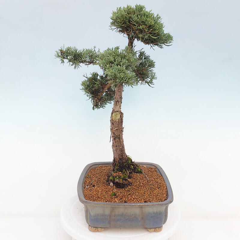 Bonsai da esterno - Juniperus chinensis Kishu