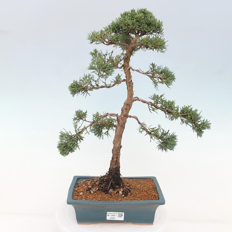 Bonsai da esterno - Juniperus chinensis Kishu