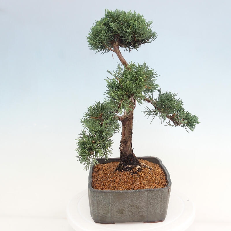 Bonsai da esterno - Juniperus chinensis Kishu