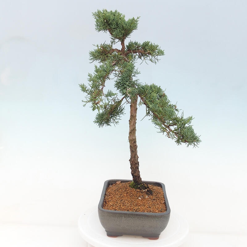 Bonsai da esterno - Juniperus chinensis Kishu