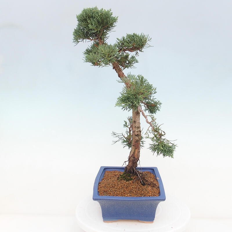Bonsai da esterno - Juniperus chinensis Kishu