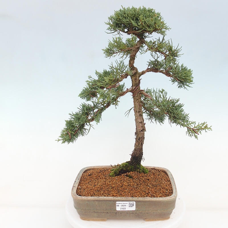 Bonsai da esterno - Juniperus chinensis Kishu