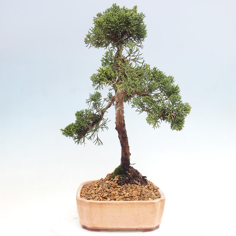 Bonsai da esterno - Juniperus chinensis Kishu