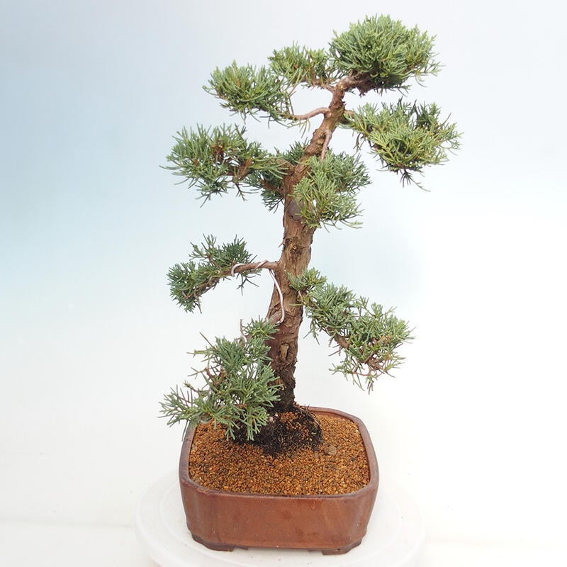 Bonsai da esterno - Juniperus chinensis Kishu
