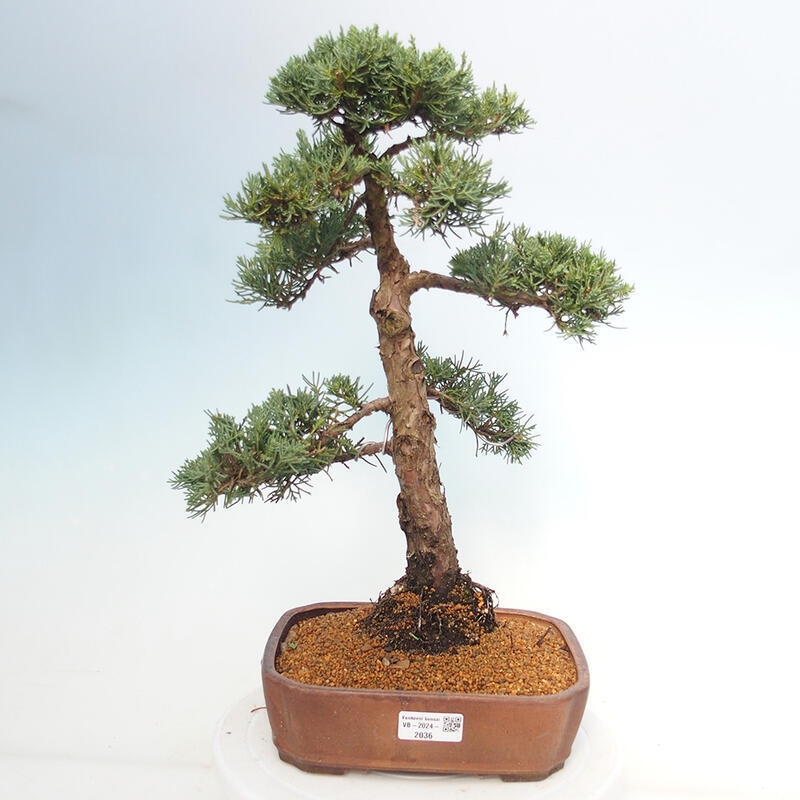 Bonsai da esterno - Juniperus chinensis Kishu