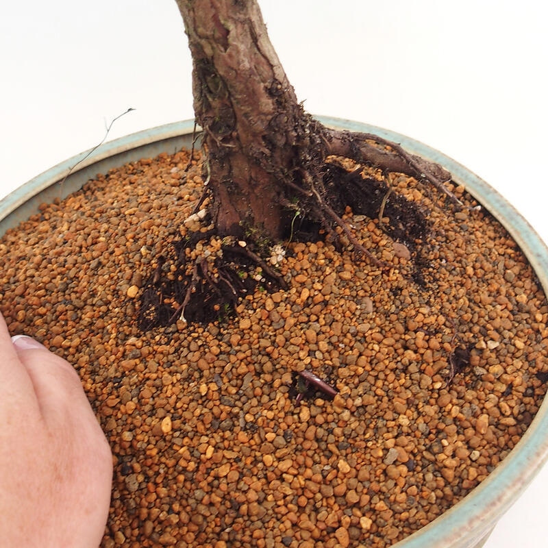 Bonsai da esterno - Juniperus chinensis Kishu