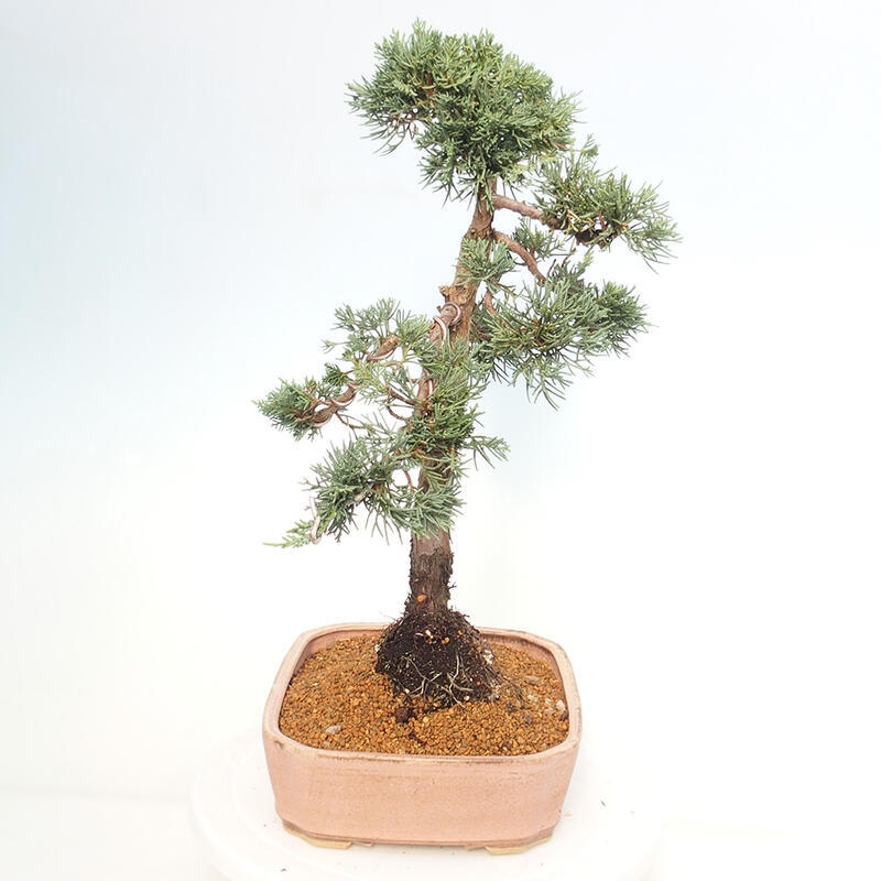 Bonsai da esterno - Juniperus chinensis Kishu