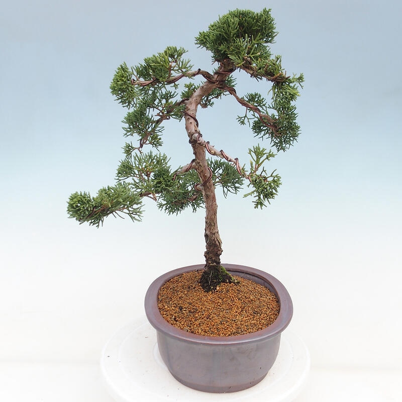 Bonsai da esterno - Juniperus chinensis Kishu