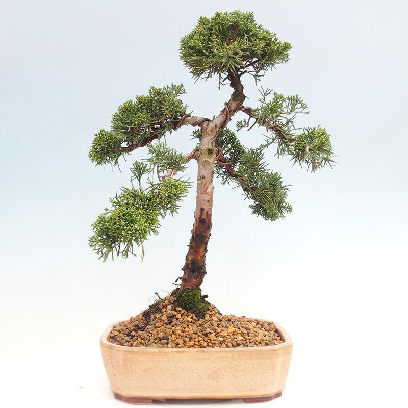 Bonsai da esterno - Juniperus chinensis Kishu
