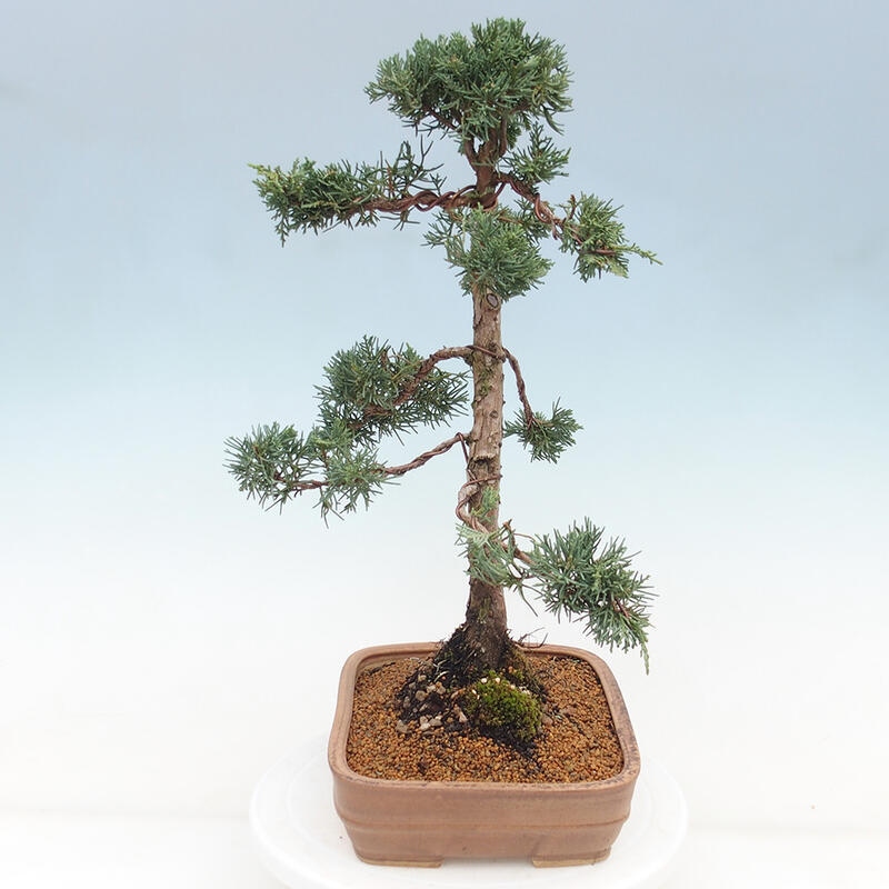 Bonsai da esterno - Juniperus chinensis Kishu