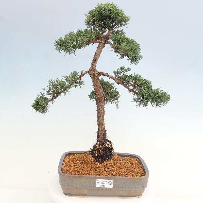Bonsai da esterno - Juniperus chinensis Kishu