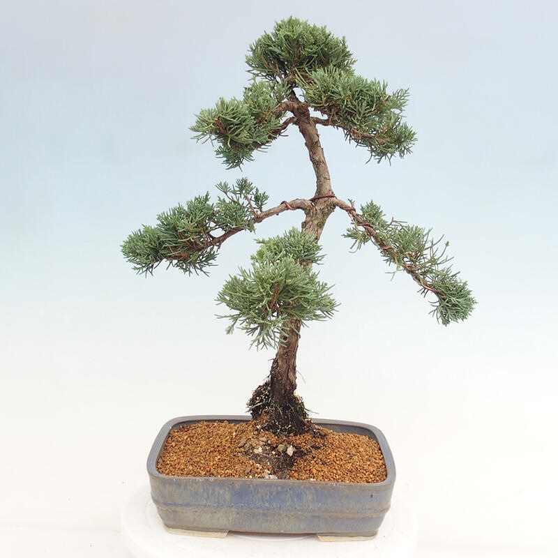 Bonsai da esterno - Juniperus chinensis Kishu