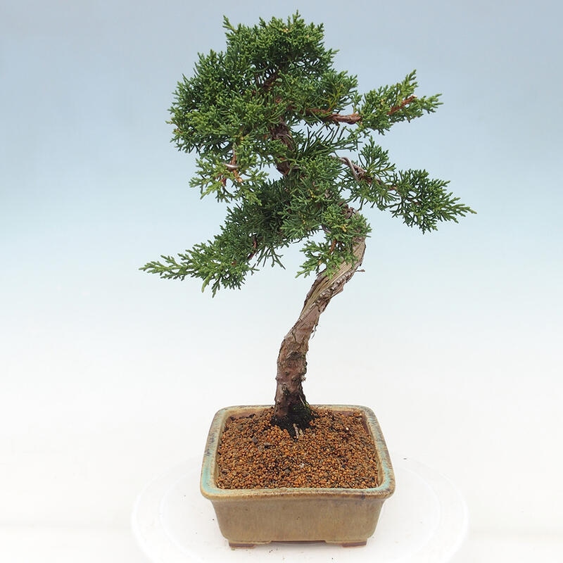 Bonsai da esterno - Juniperus chinensis Kishu