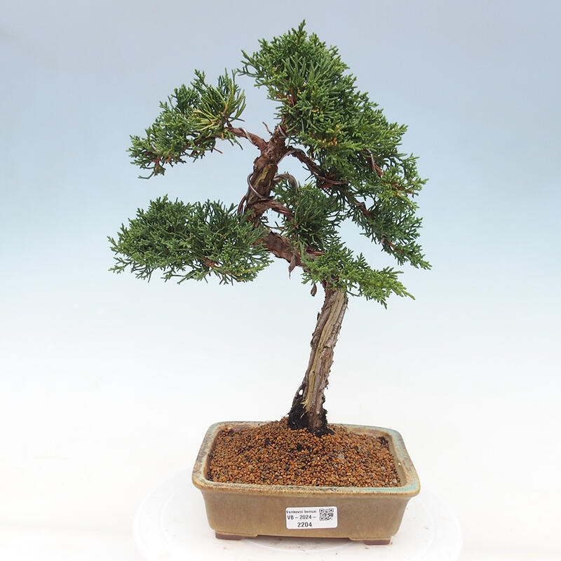 Bonsai da esterno - Juniperus chinensis Kishu