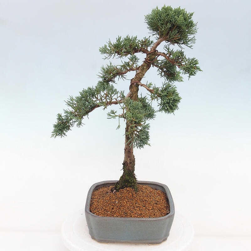 Bonsai da esterno - Juniperus chinensis Kishu