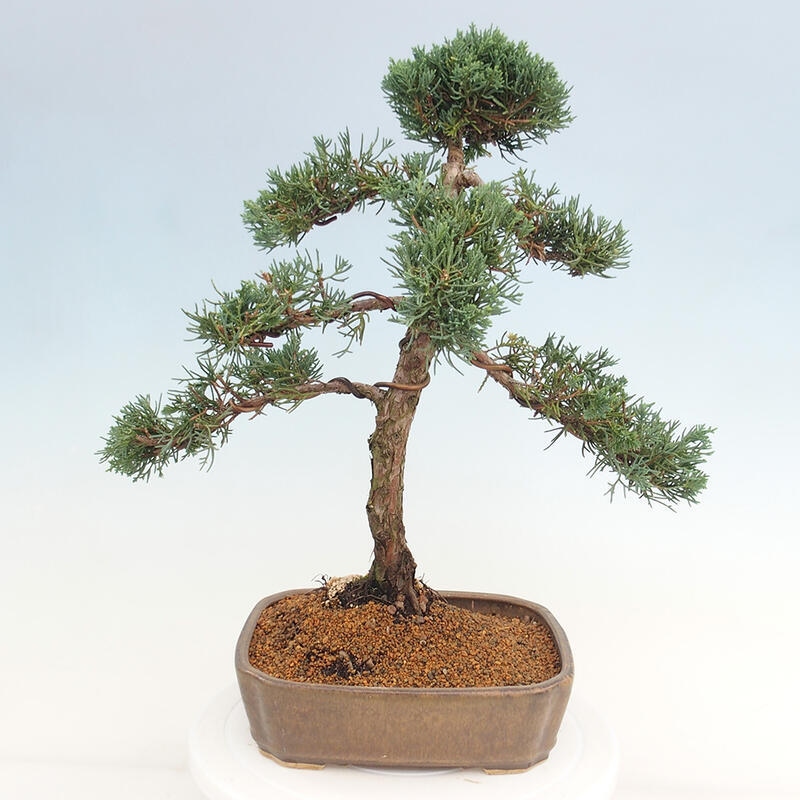 Bonsai da esterno - Juniperus chinensis Kishu