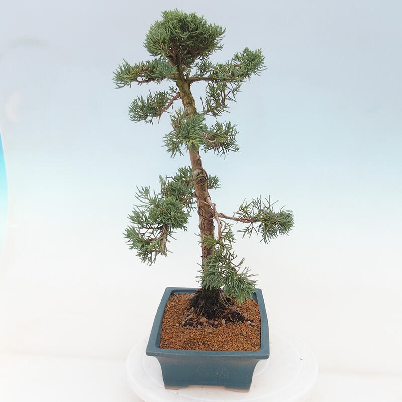 Bonsai da esterno - Juniperus chinensis Kishu