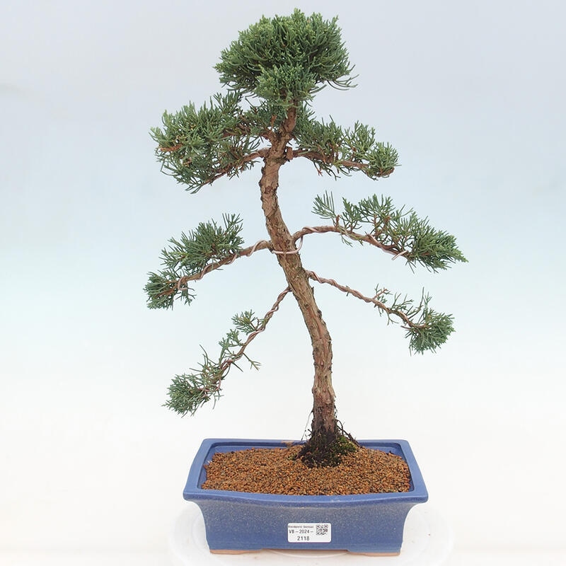 Bonsai da esterno - Juniperus chinensis Kishu