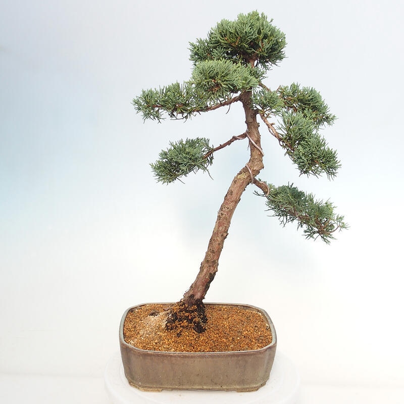 Bonsai da esterno - Juniperus chinensis Kishu