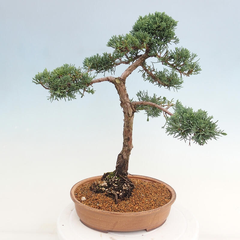 Bonsai da esterno - Juniperus chinensis Kishu