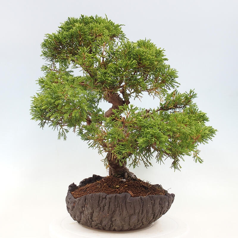 Bonsai da esterno - Juniperus chinensis Kishu
