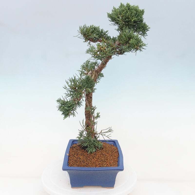 Bonsai da esterno - Juniperus chinensis Kishu