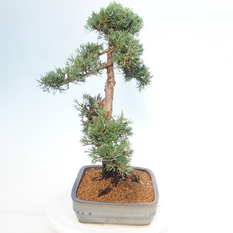 Bonsai da esterno - Juniperus chinensis Kishu