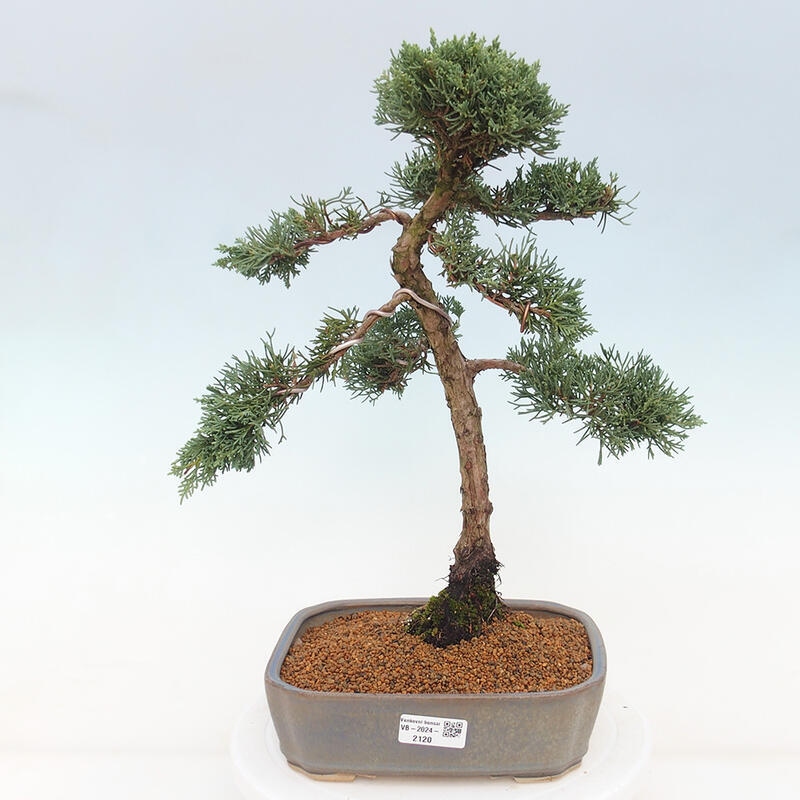 Bonsai da esterno - Juniperus chinensis Kishu