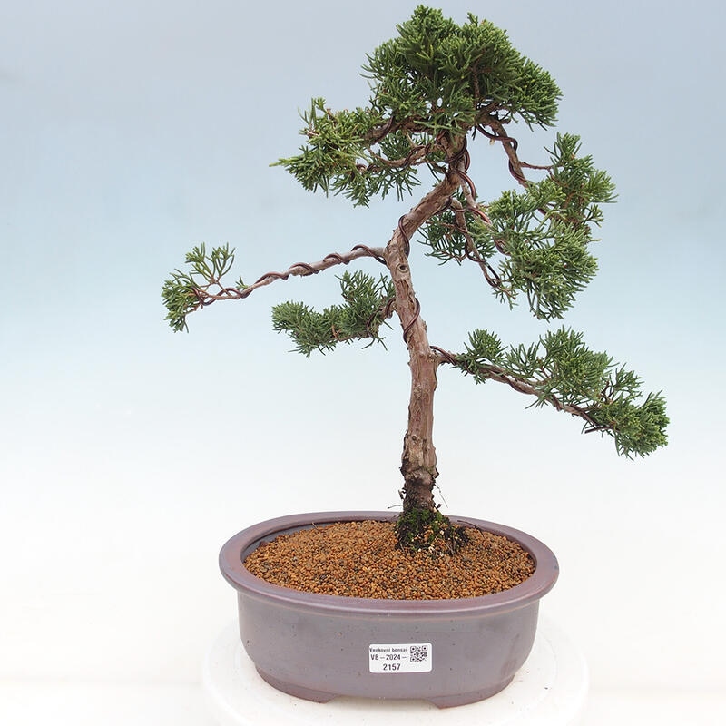 Bonsai da esterno - Juniperus chinensis Kishu